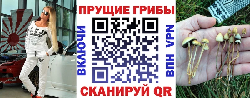сколько стоит Анива Галлюциногенные грибы Cubensis